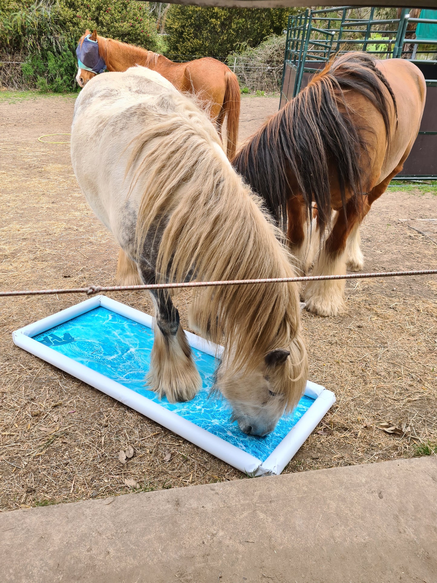 Horse Obstacle Fake water pool Horsin Around Designs