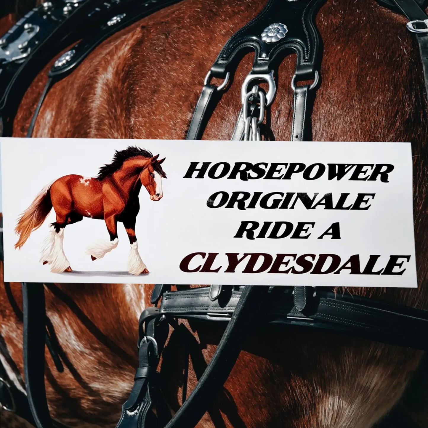 Bumper Stickers Horsin Around Designs